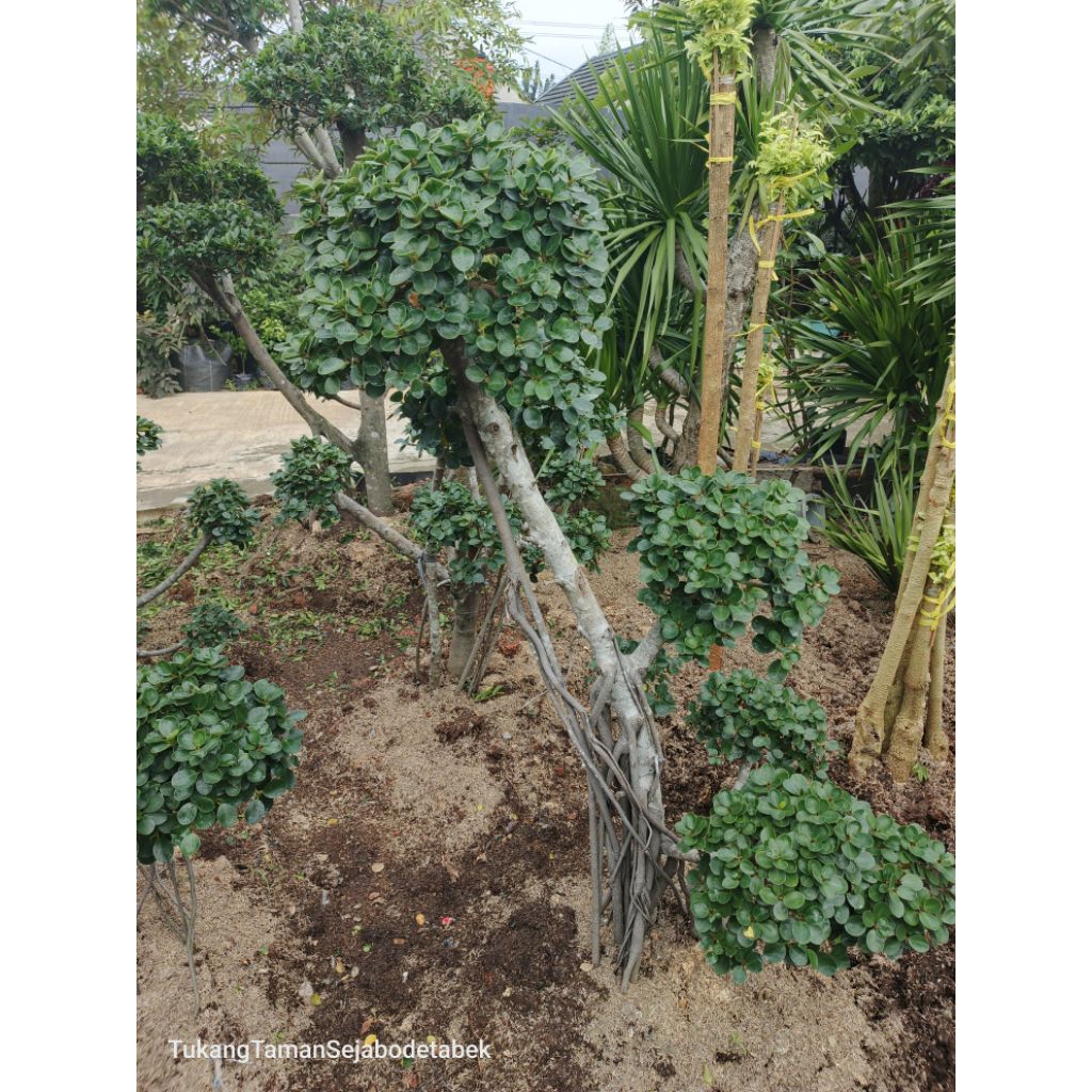 pohon bonsai beringin korea/ bonsai beringin korea/ pohon bonsai