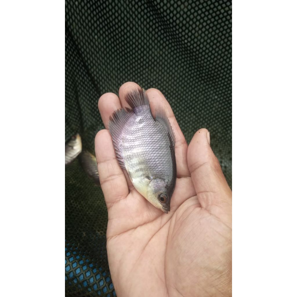 gurame ukuran kotak korek kayu