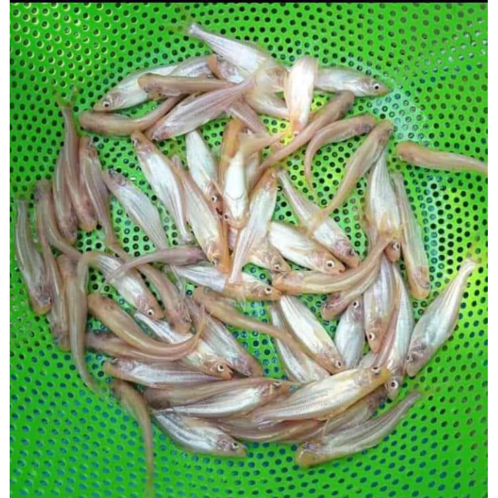 bibit ikan patin albino