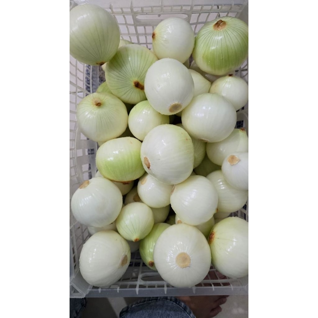 

Bawang bombay kupas/bombay kupas PROMO