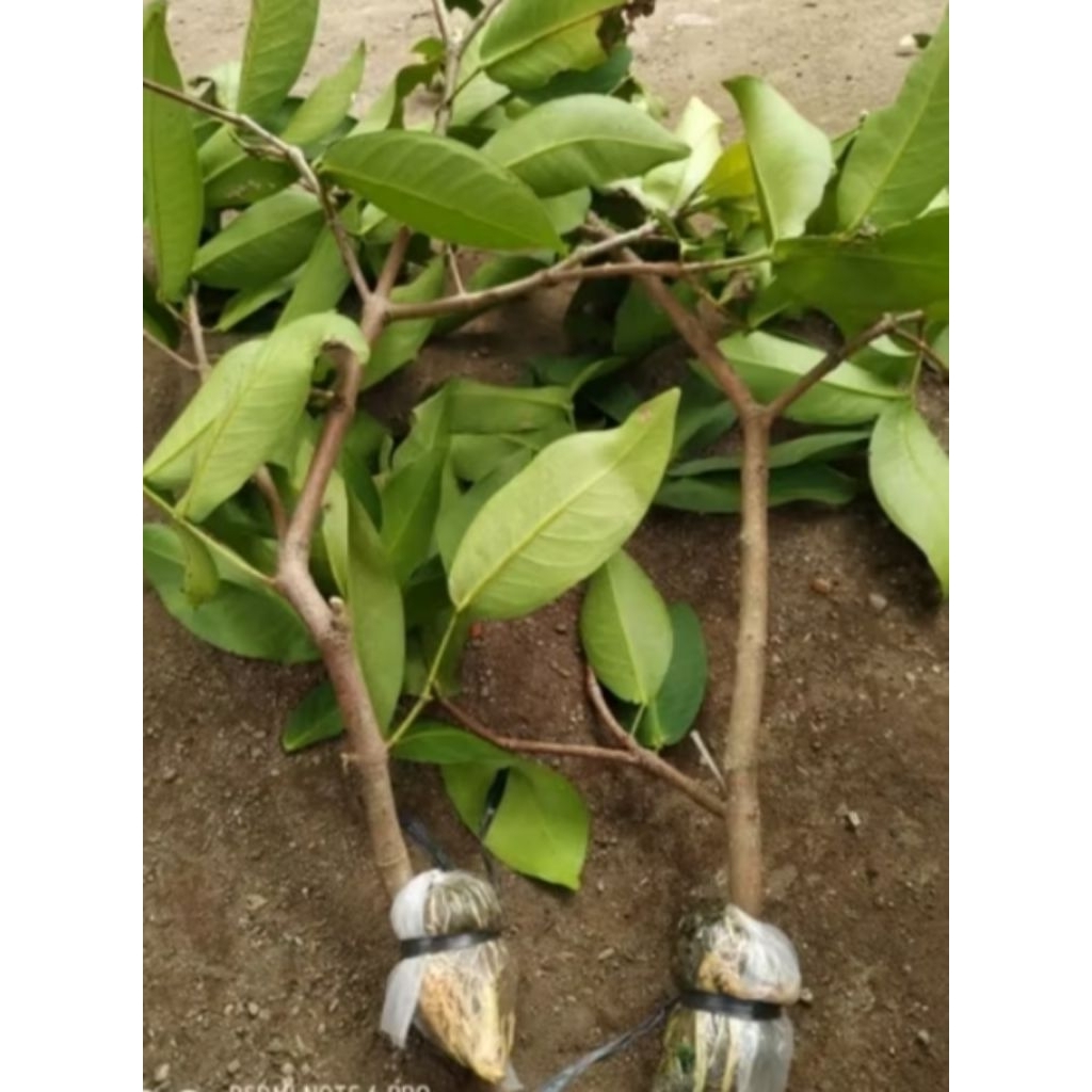 bibit cangkok jambu citra