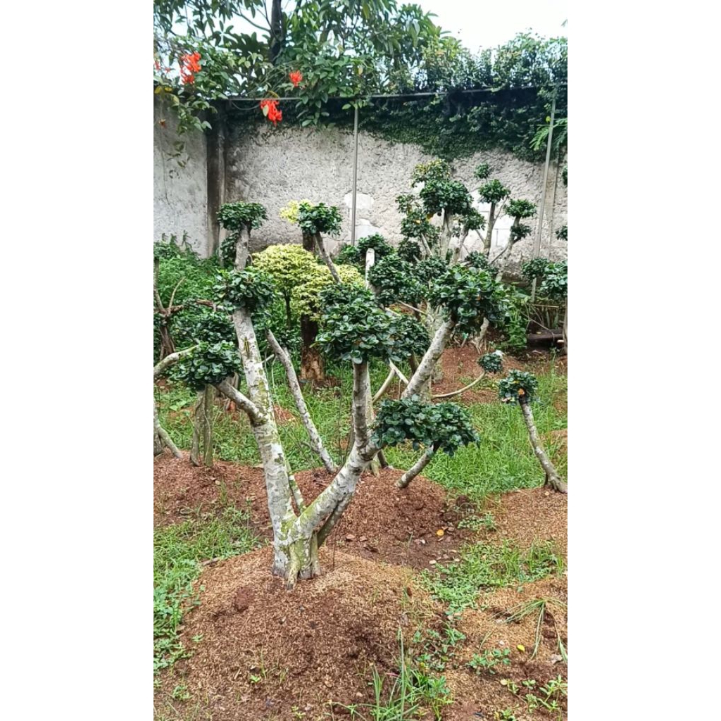 POHON BONSAI MIKRO - POHON BONSAI KOREA MIKRO