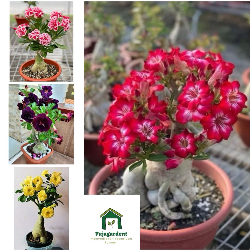 PAKET HEMAT 4 Tanaman Hias Adenium Kamboja Jepang 4 Warna Bunga Tumpuk Adenium Bunga Merah - Adenium