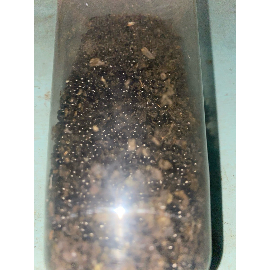 benih gingseng merah