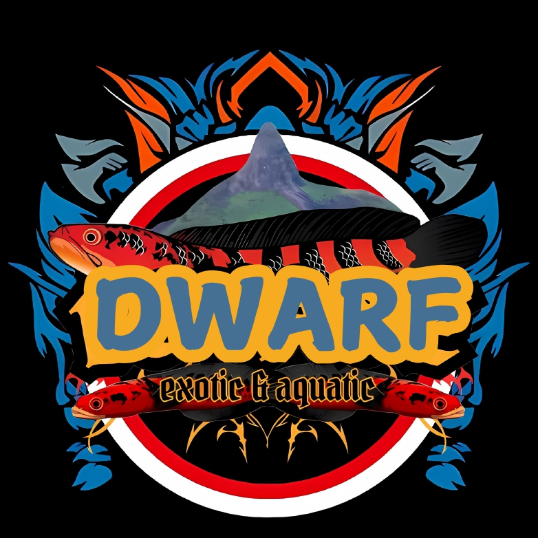 CAIRAN CHANNA DWARF - KETAPANG UNTUK DWARF (LIMBATA - STEWARTI - AURANTI - ANDRAO)