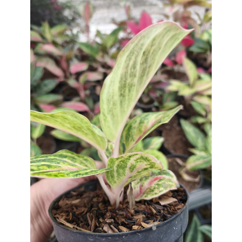Aglaonema Mekarsari