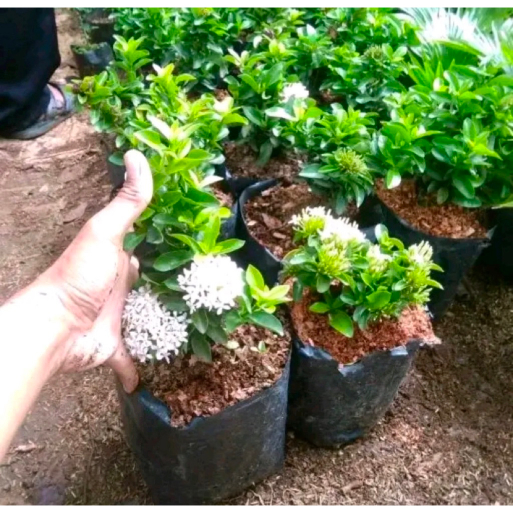 Tanaman Soka Jambon Bunga Putih-Bunga Soka Jambon