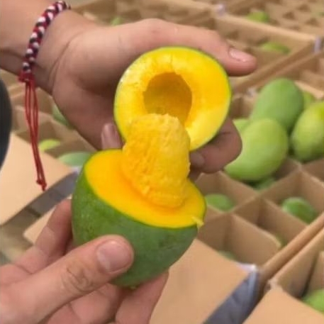 

Buah Mangga Alpukat Hr Per 1 dus karton