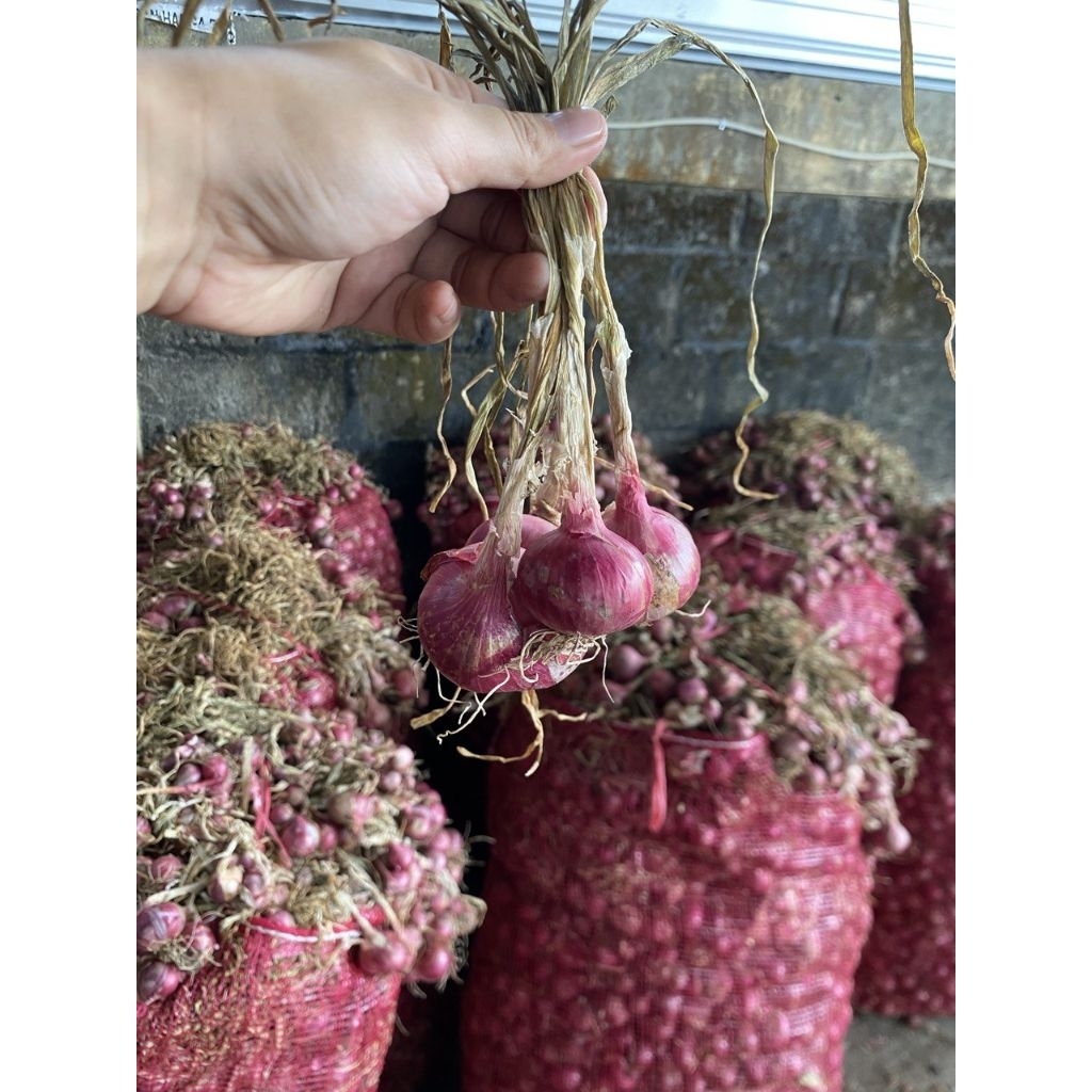 

(1000) bawang merah daunan batu malang