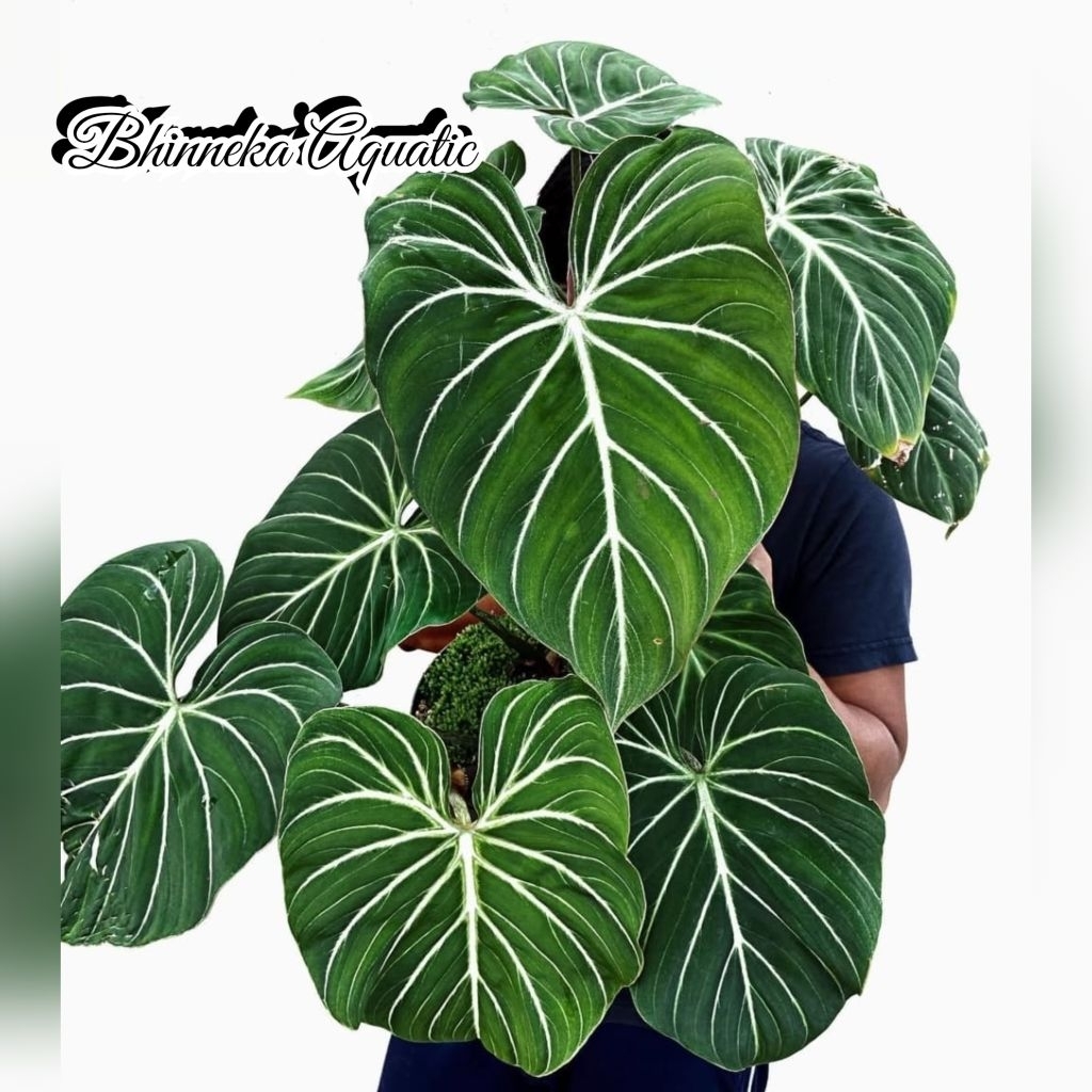 Tanaman Hias Philodendron Gloriosum White Vien Whitevien Viens Real Pict Murah Ekonomis