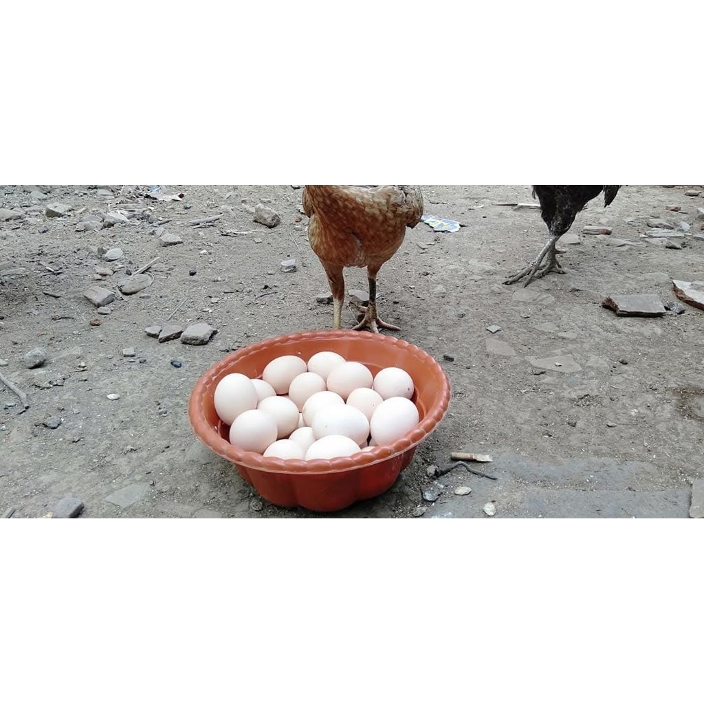 telur fertil ayam kampung silangan elba+kub+kuntara