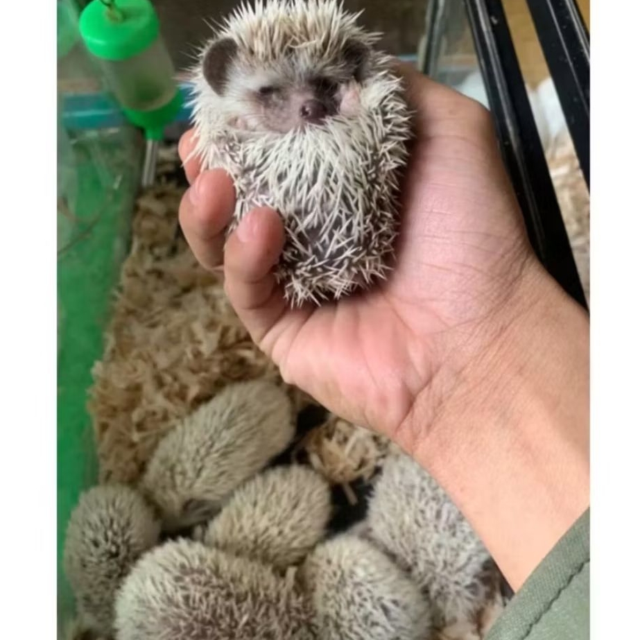 ANAKAN LANDAK MINI HEDGEHOG HIDUP UMUR +-1,5 BULAN PER EKOR