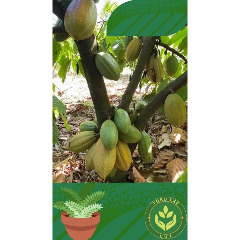 buah kakao / buah coklat matang