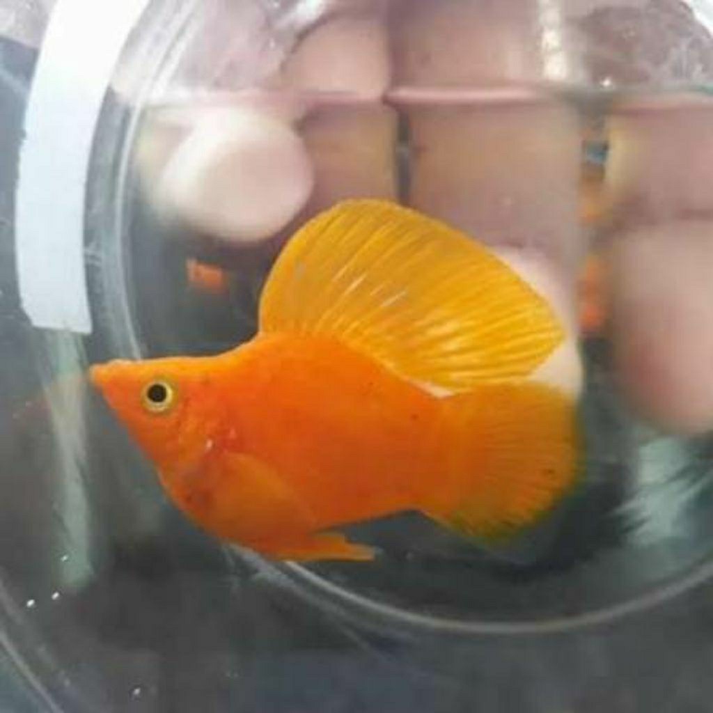 molly Sunkist sailfin balon stok terbatas
