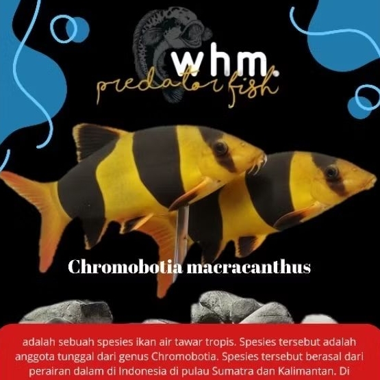 hiasan aquarium botia macan 8-10 cm( stiker ikan)
