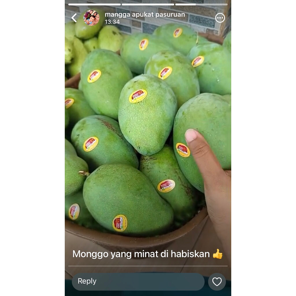 

mangga gadung tua pohon 1kg