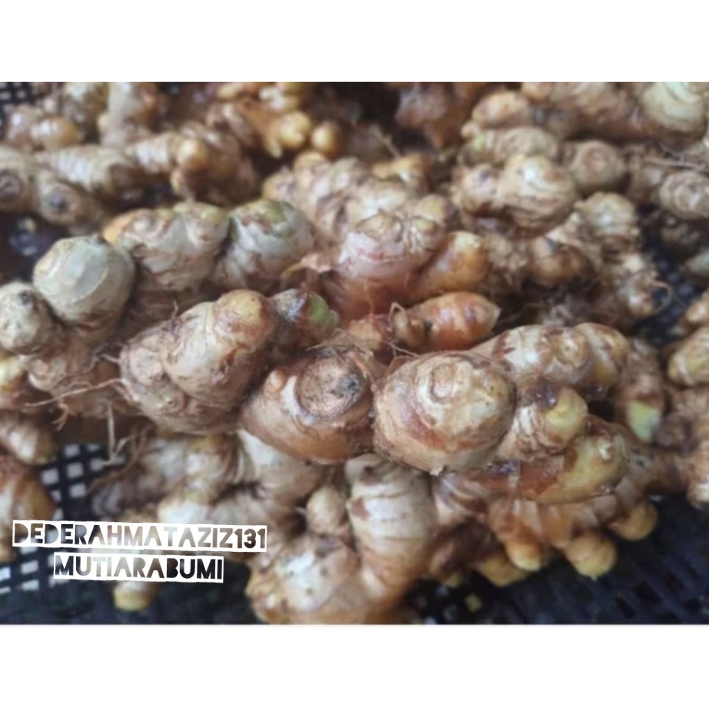 Jahe emprit paris segar 1kg tua cucian, sudah bersih