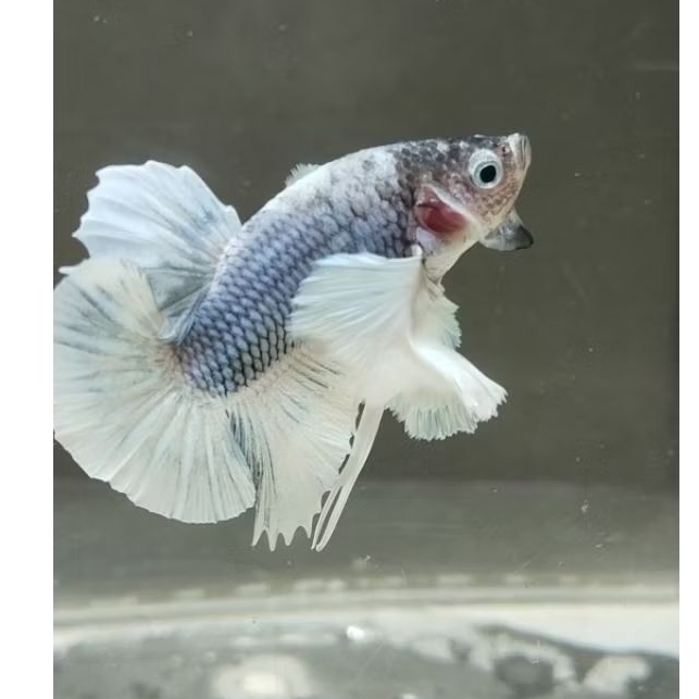 dumbo ear male/female blue/white/red