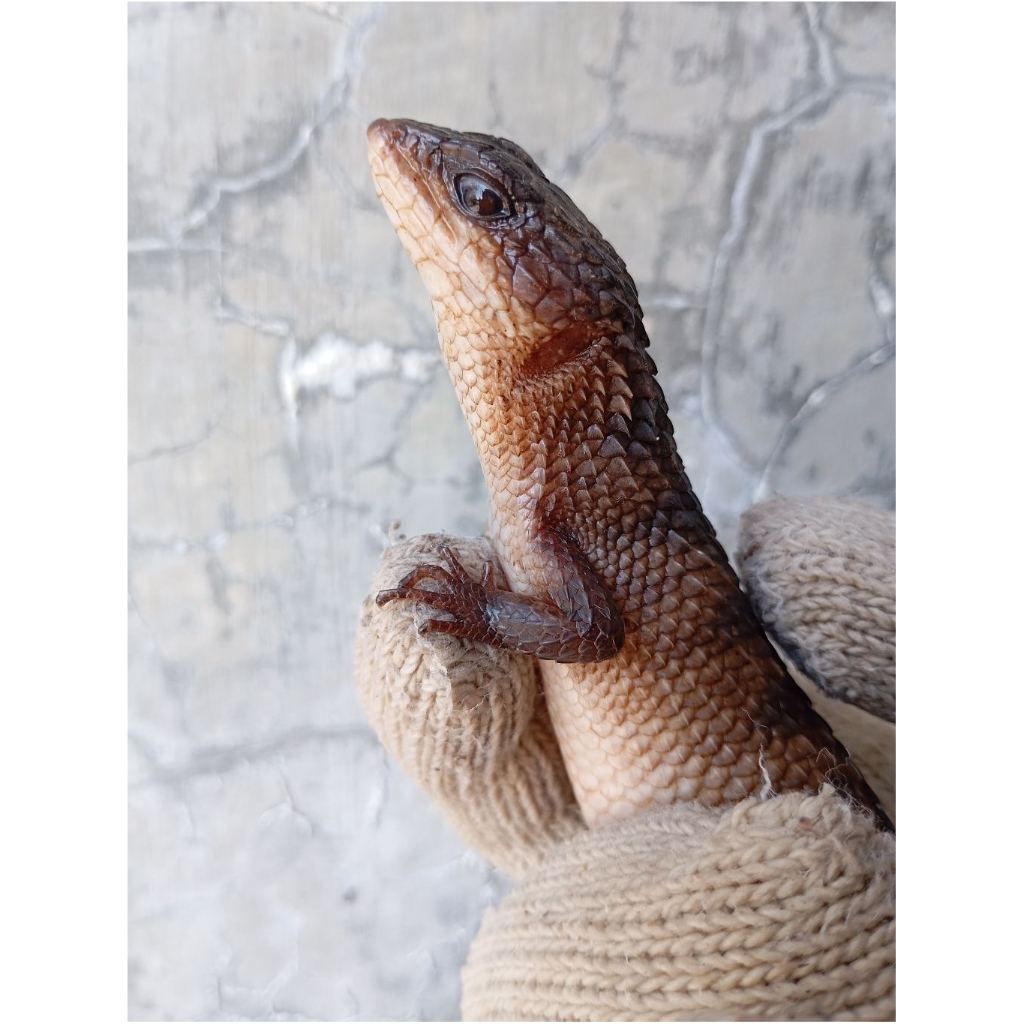 Spiny Water Skink/Kadal Salak