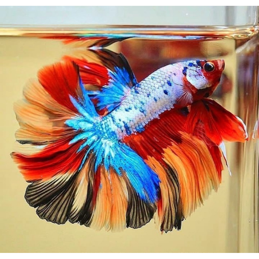 cupang halfmoon multy/nemo warna paling bagus ekor lebar