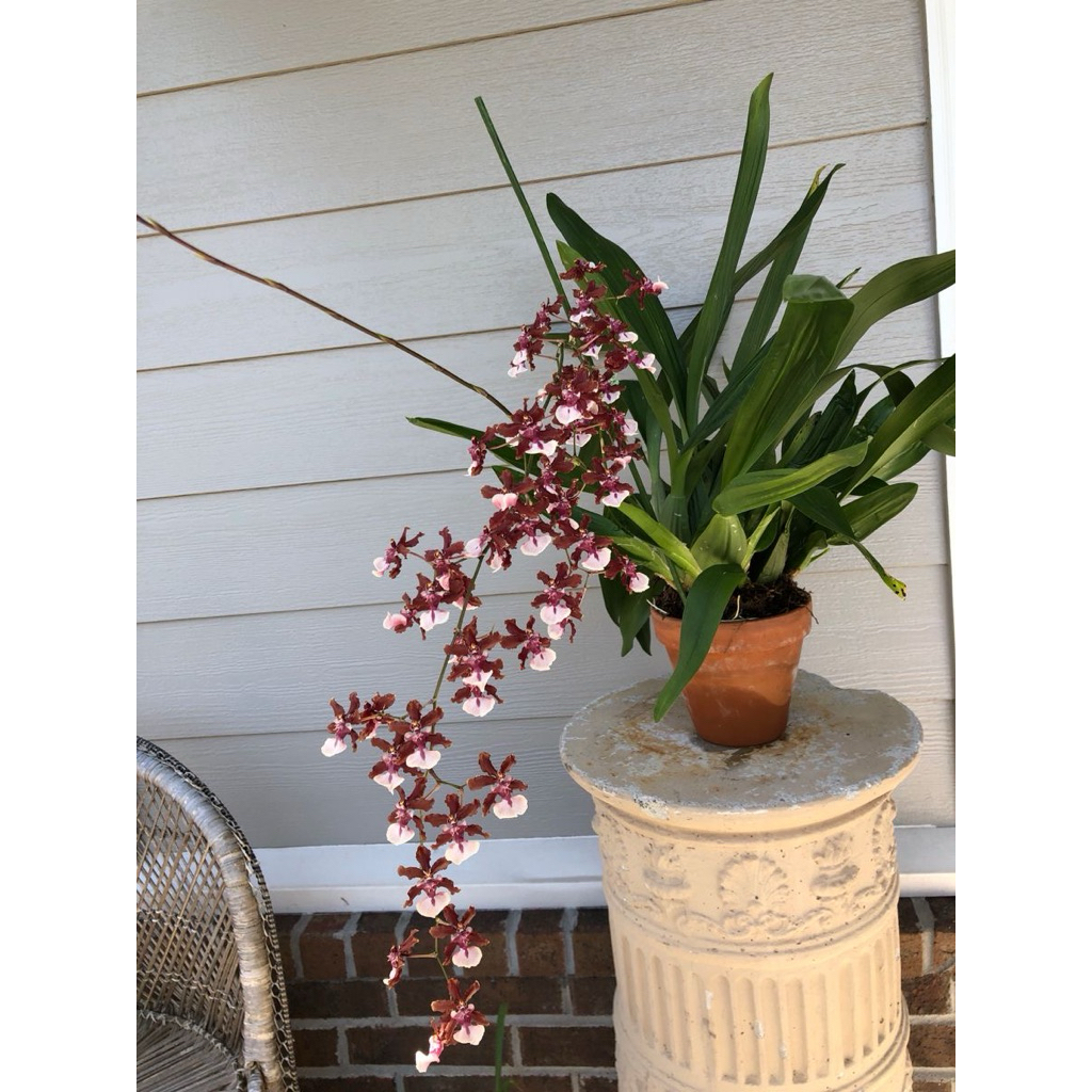 ANGGREK ONCIDIUM DEWASA SIAP ERBUNGA PRA LAK - ANGGREK ONCIDIUM DEWASA