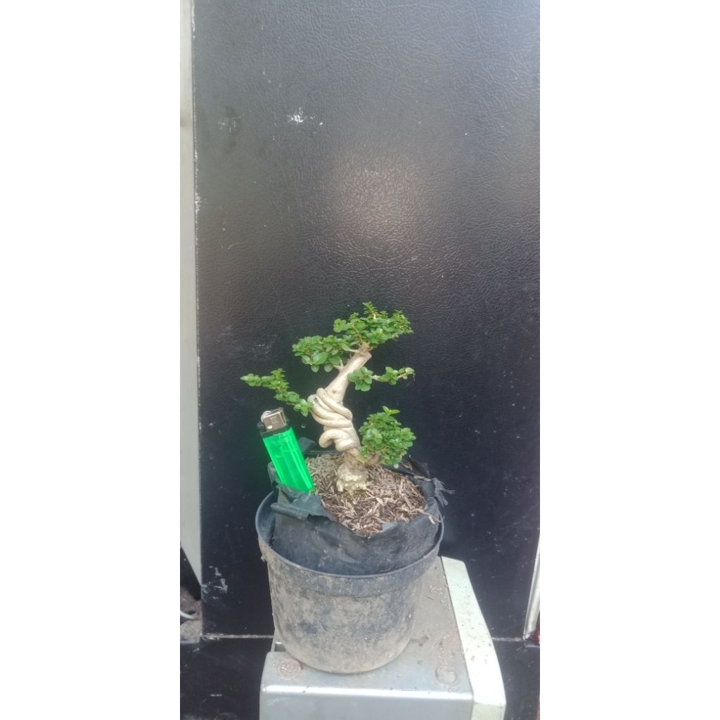 bonsai sancang siap pajang