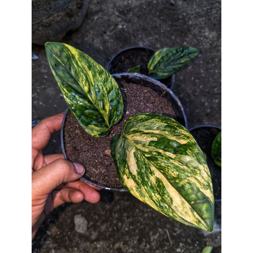 Monstera Karstenianum || Sirih Badak Variegata - Ekonomis