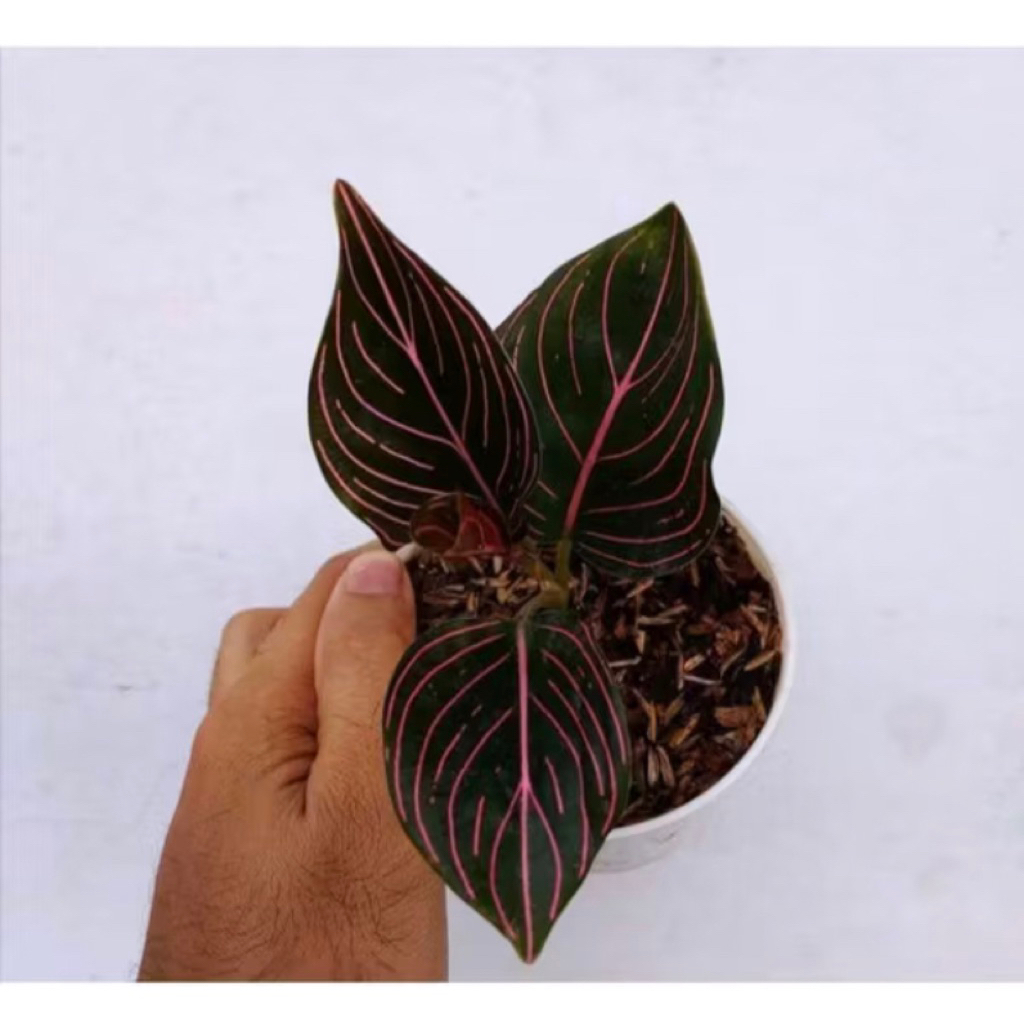 Tanama Hias Aglonea Rotundum Aceh-Aglonema-Tanaman Aglonema Rotundum Aceh-Aglonema Rotundum Aceh