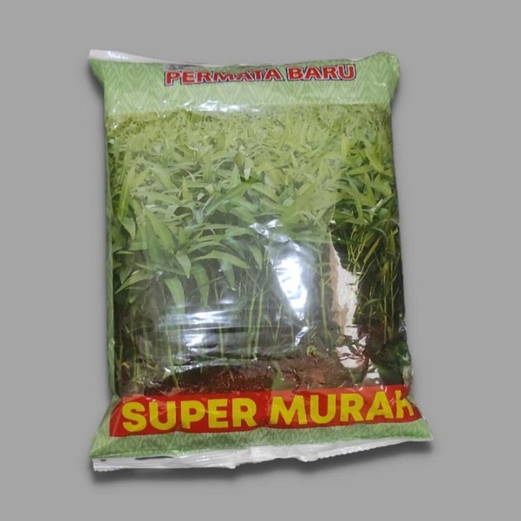 BENIH BIBIT KANGKUNG SUPER MURAH PERMATA BARU  1KG.  BIBIT KANGKUNG SUPER MURAH