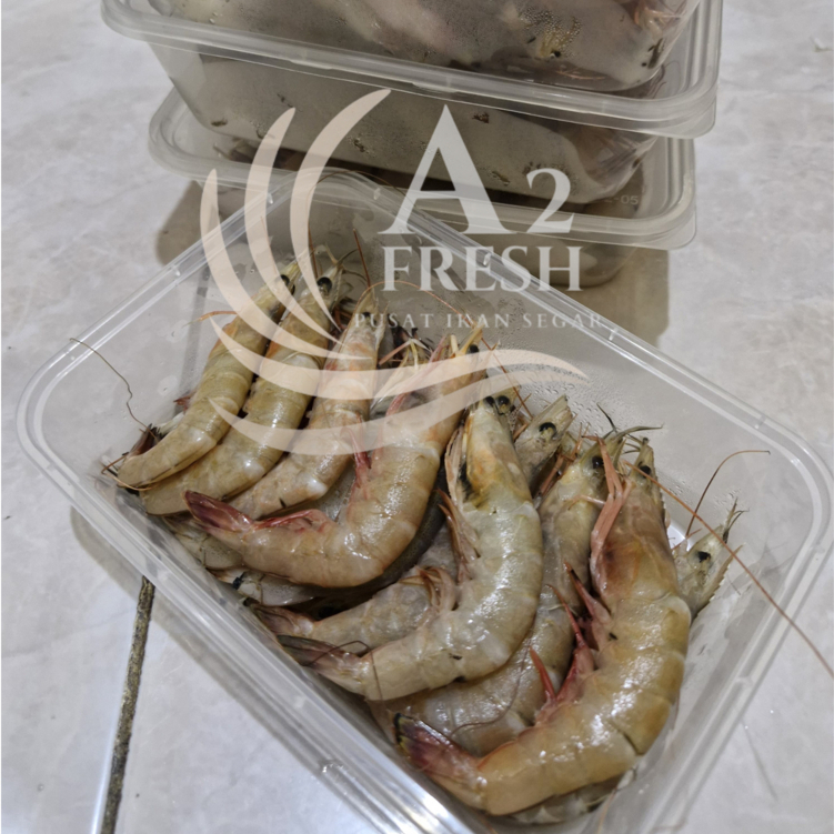 

Udang Laut (Keto) Segar 250 gram
