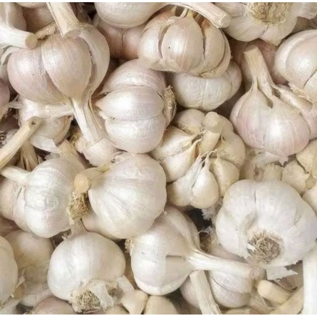 

Bawang Putih Biasa 1kg Ukuran Besar Berkualitas
