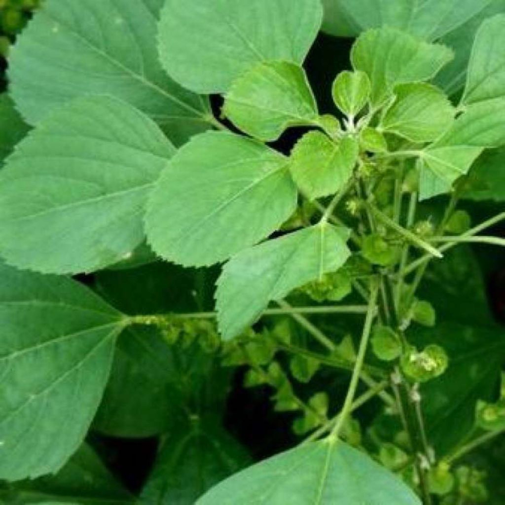 Tanaman Kucing-kucingan / Tanaman Anting-anting / Catnip