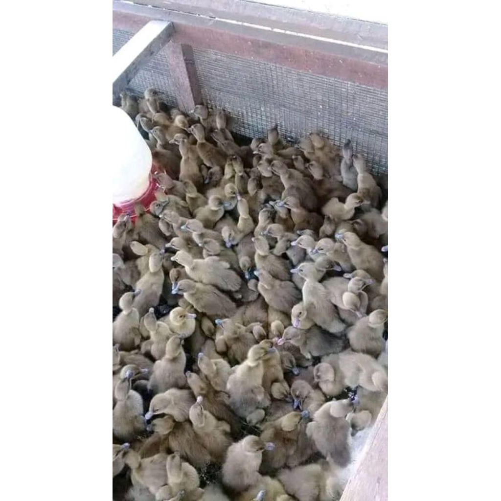 Dod Bebek lokal jantan Berkualitas, Sehat, Lincah, Garansi Sampai tempat