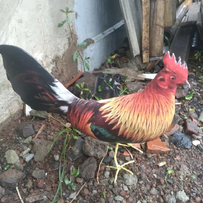Jontrot boneka alat pikat jontrot ayam hutan merah