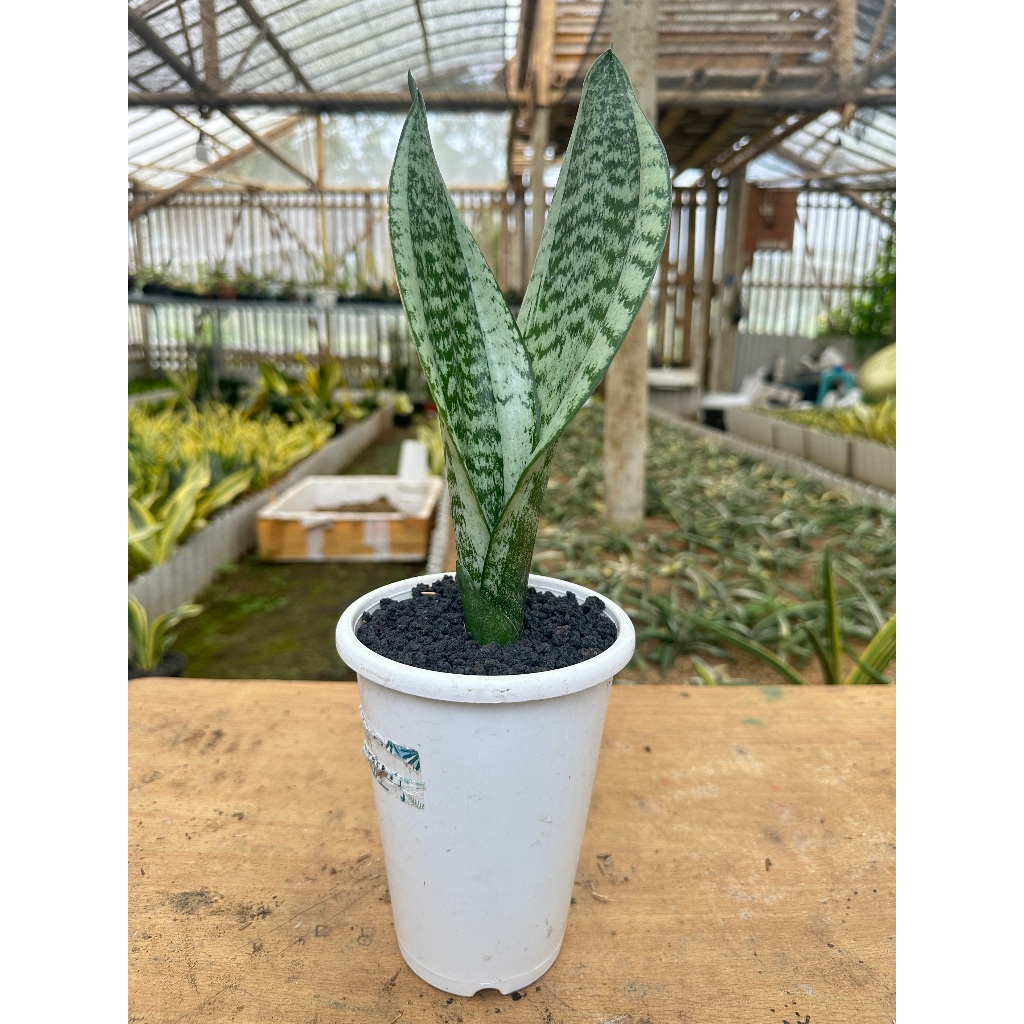 Tanaman Hias Sanseviera Moonshine Mutasi| Sanseviera| Lidah Mertua| Tanaman Penyerap Polutan