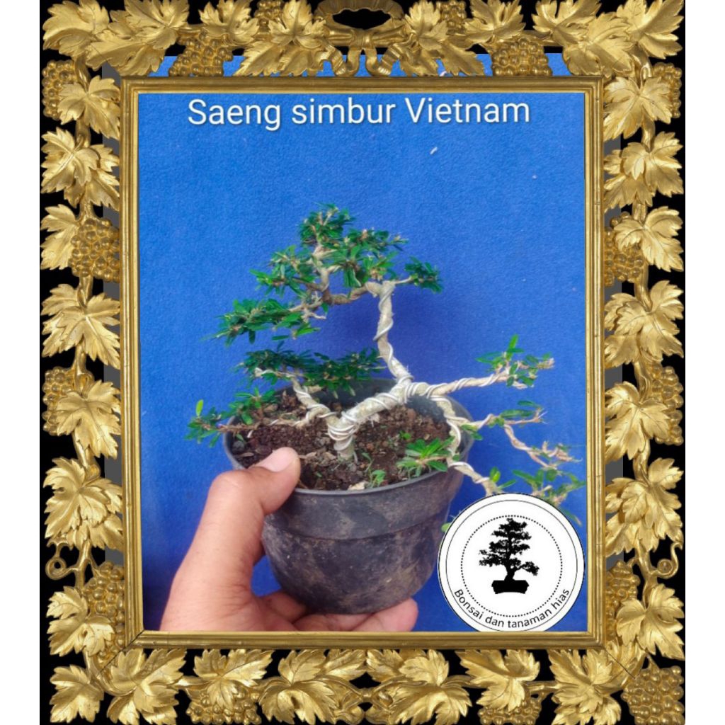 Bonsai Saeng Simbur Vietnam