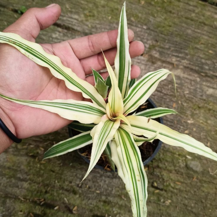 Cryptanthus bromelioides / Cryptanthus acaulis – Earth Star Cantik, Hiasan Rumah & Manfaat Relaksasi