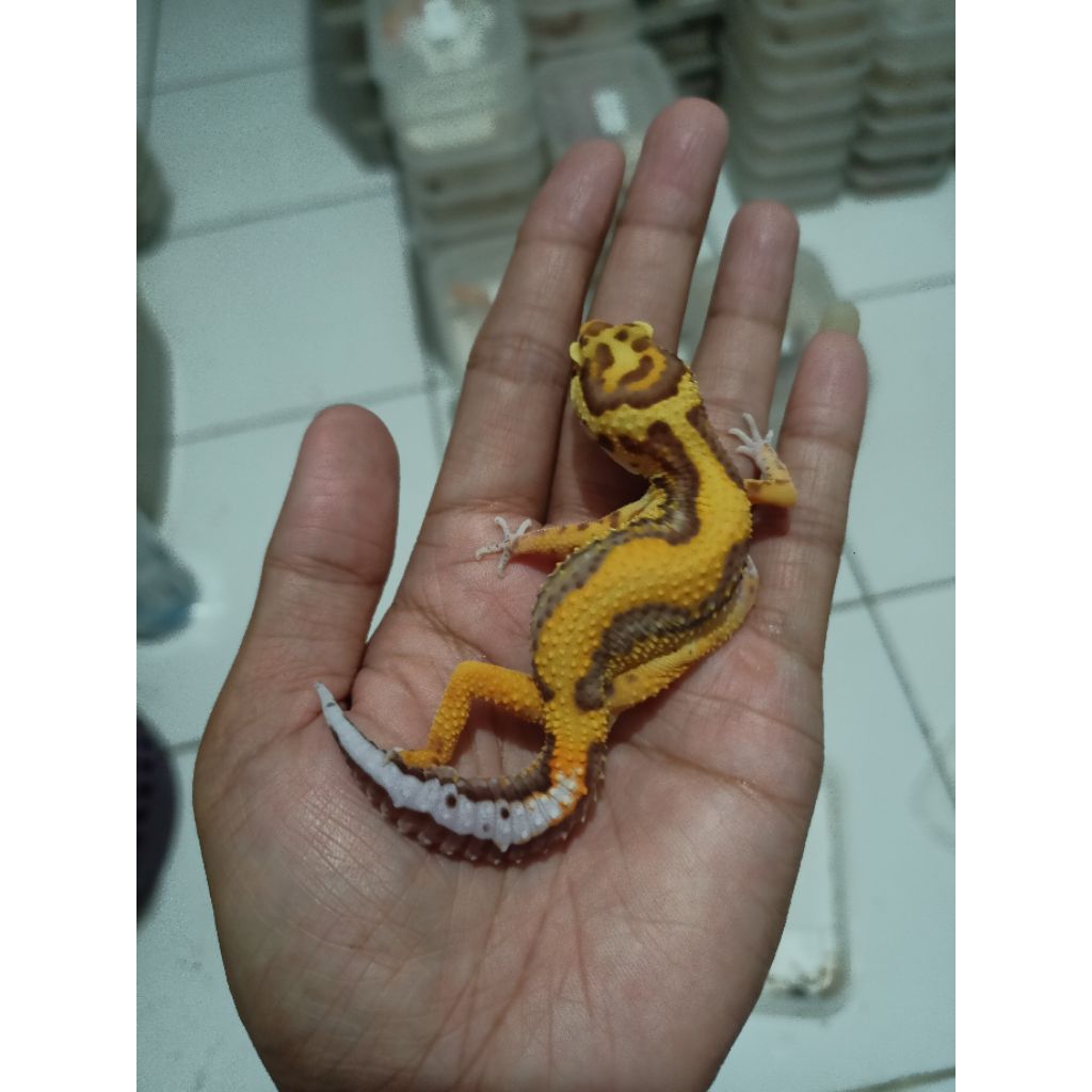 leopard gecko Bell BS f1