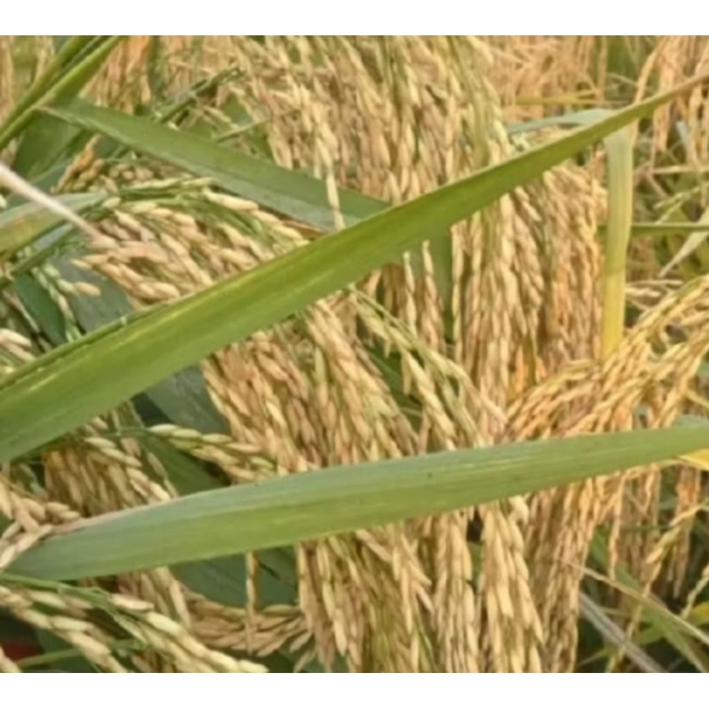 BENIH BIBIT PADI MR 297 UNGGUL KEMASAN 5KG