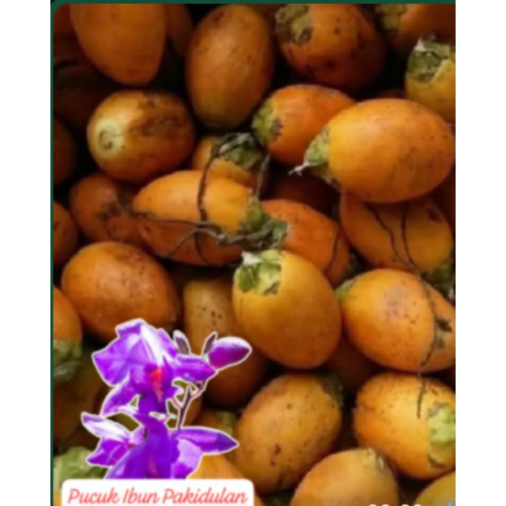 

buah pinang tua/ 1 kg