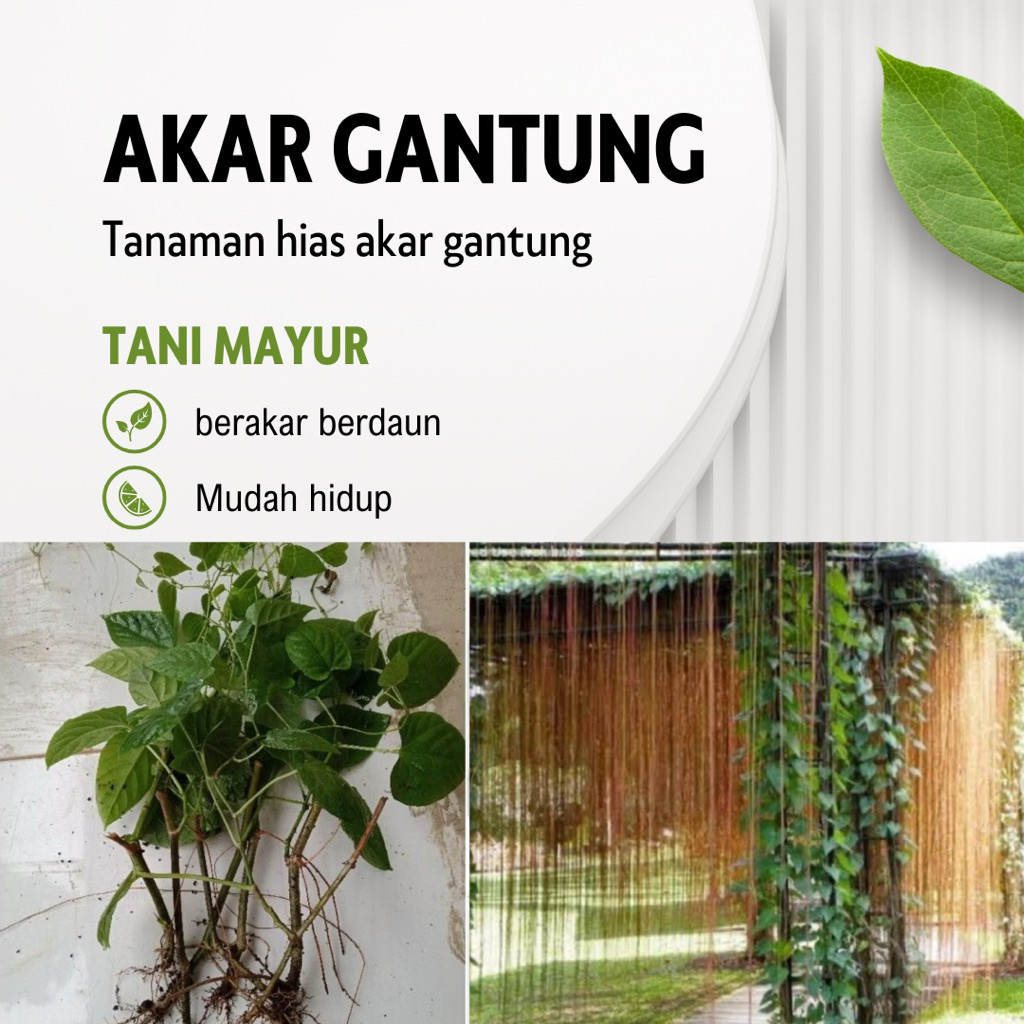 TANI MAYUR - TANAMAN HIAS AKAR GANTUNG BERAKAR DAN BERDAUN