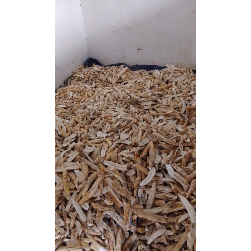 gaplek singkong kering