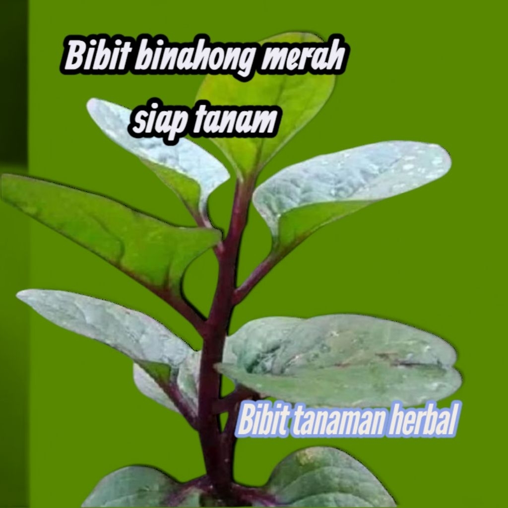 bibit binahong merah, tanaman binahong, bibit tanaman herbal, binahong merah siap tanam