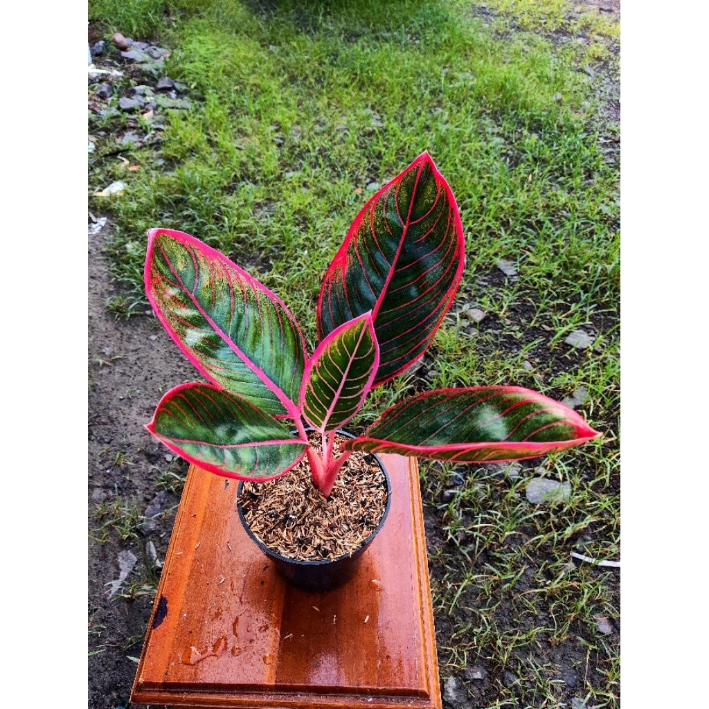 Aglonema Kanza daun besar bekas anak samping