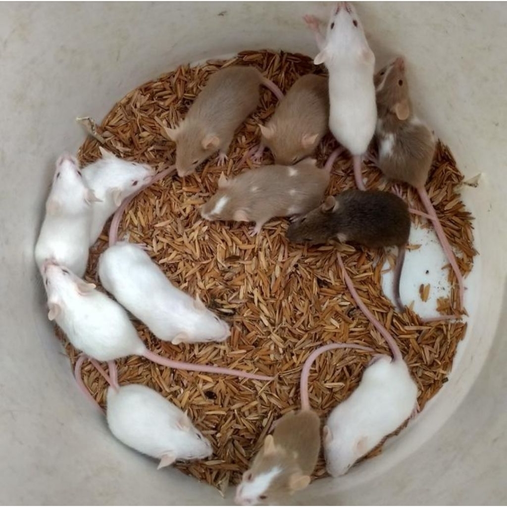 tikus putih mencit small -  jumper