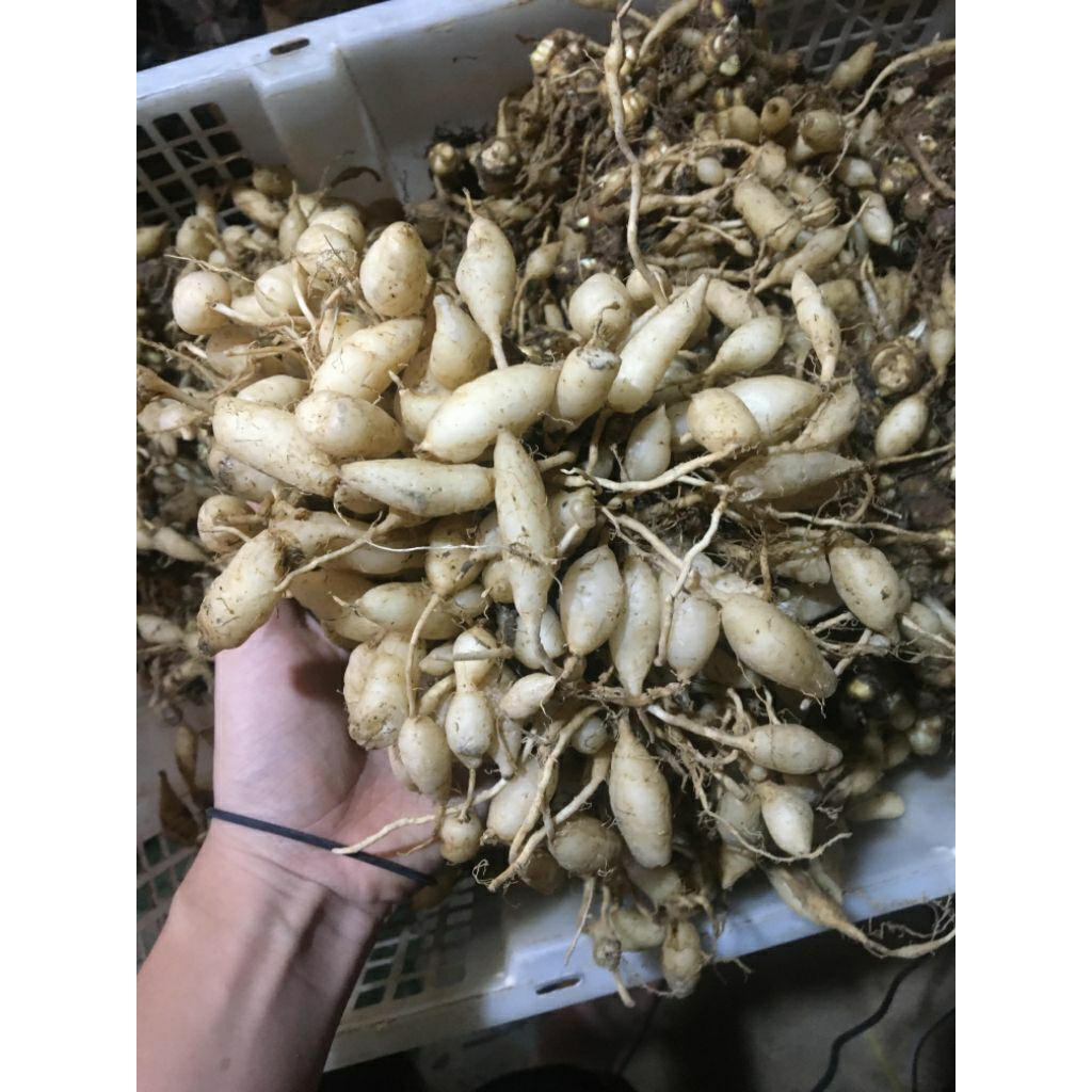 kunyit putih 1000g