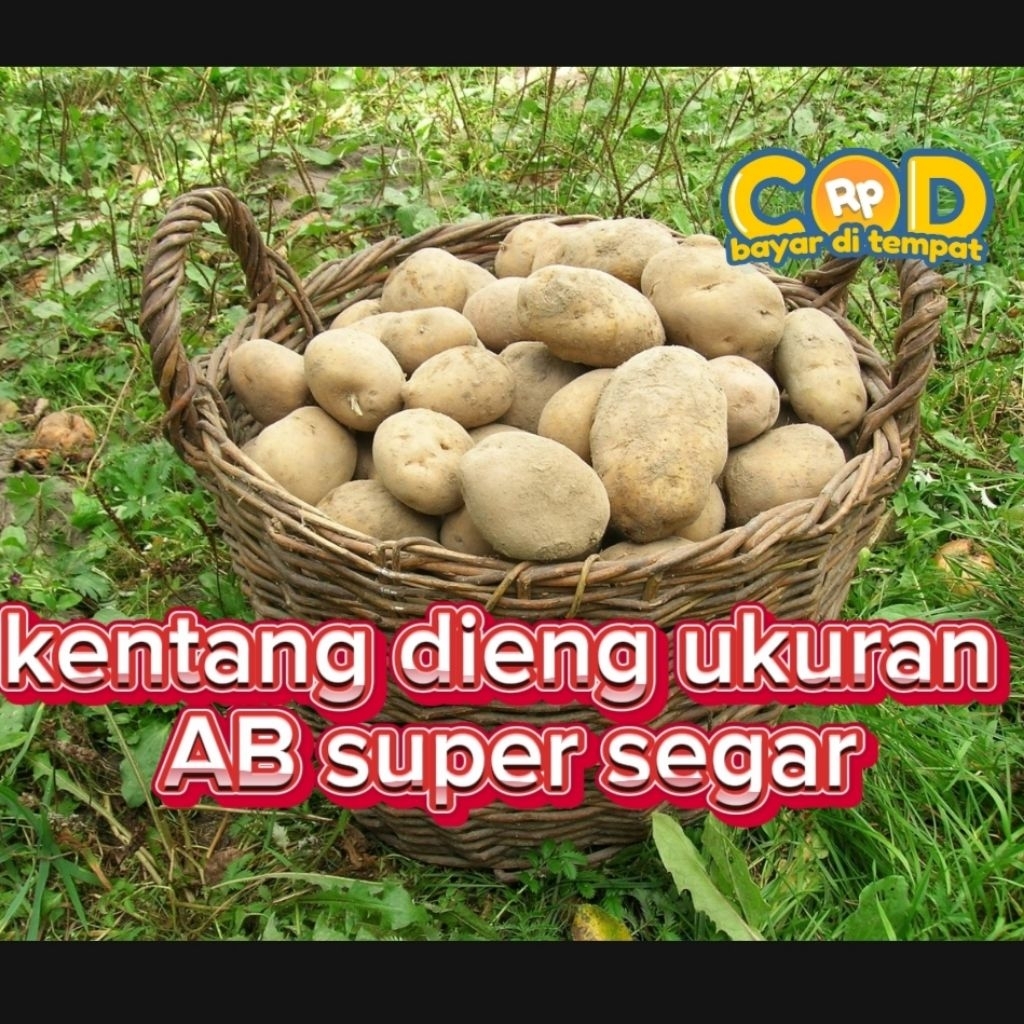 

kentang ukuran AB segar