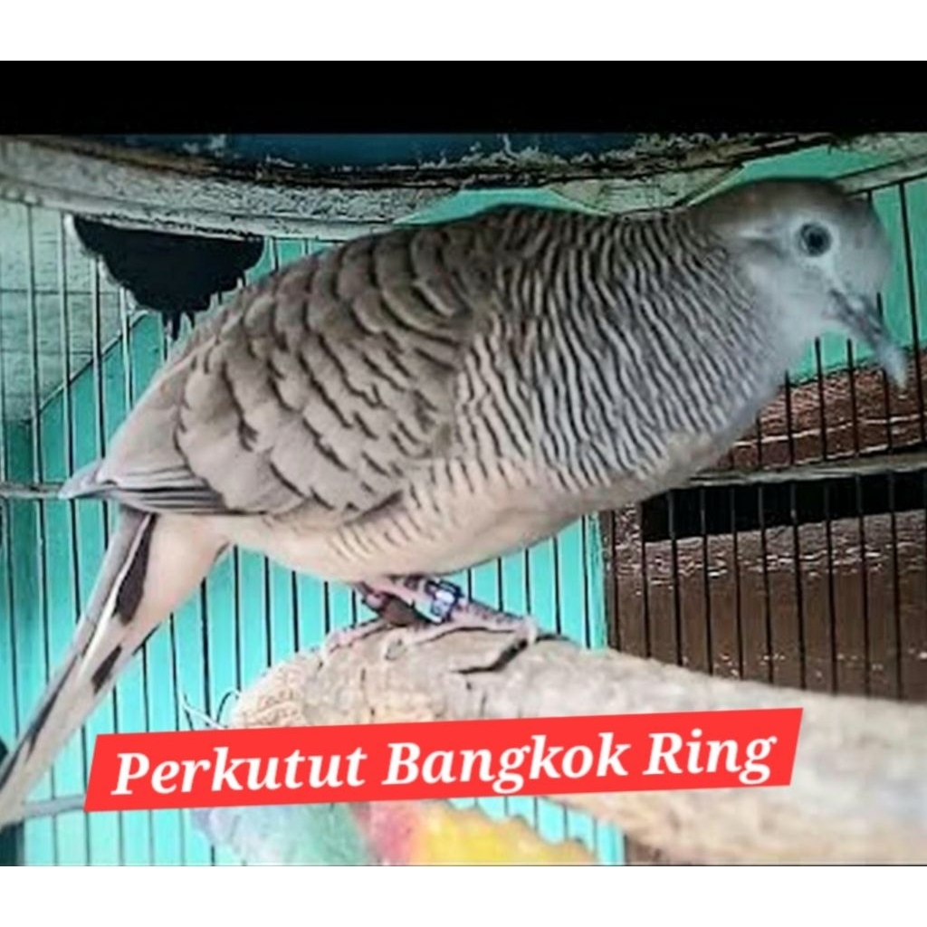 perkutut bangkok betina ori dewasa