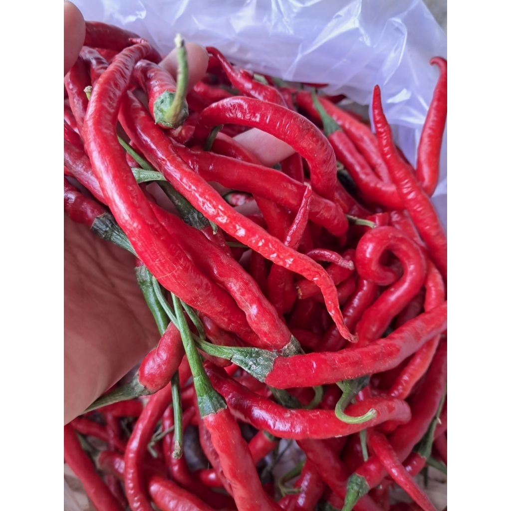 Cabe Merah Keriting Lokal- Cabe Merah Keriting pedas