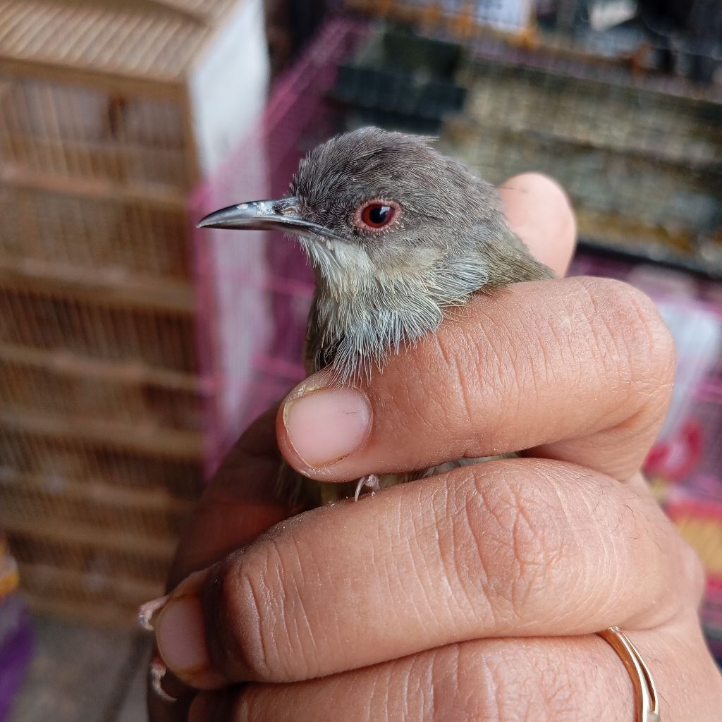 CIBLEK SEMI - BURUNG BAHANAN - KHUSUS BANDUNG